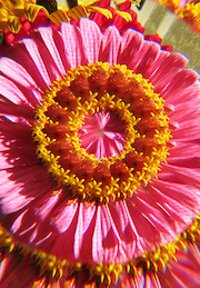 Pink Zinnia (the First)